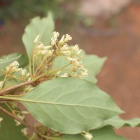 Pittosporum ferrugineum W.T.Aiton